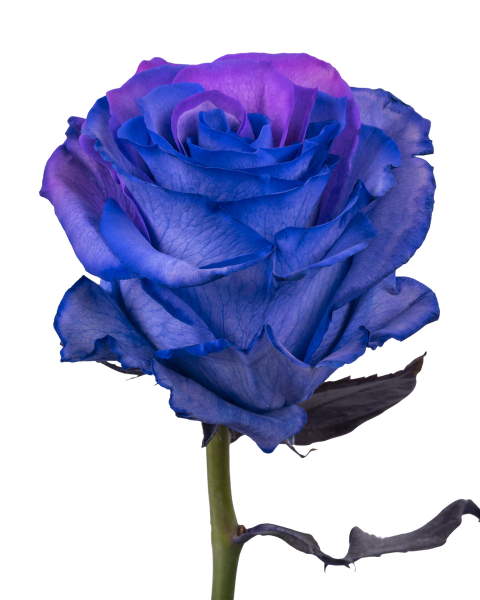 Purple Lavender - base view